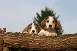 PTIT BASSET GRIFFON V.  062